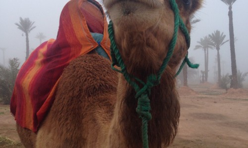 marrakech, alice out there, ultramarathons, mds, marathon des sables, adventurer, alice Morrison, morocco