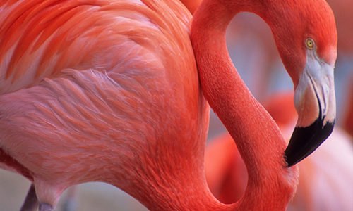 flamingos morocco alice morrison